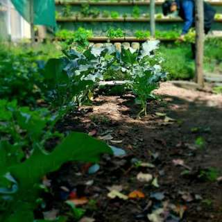 Notre jardin potager « bio »